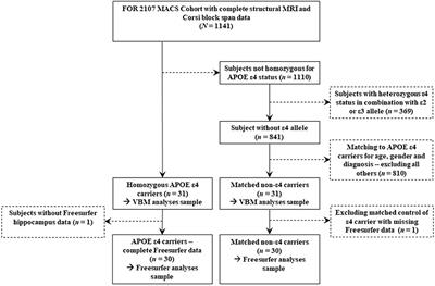 Apolipoprotein E Homozygous ε4 Allele Status: A Deteriorating Effect on Visuospatial Working Memory and Global Brain Structure